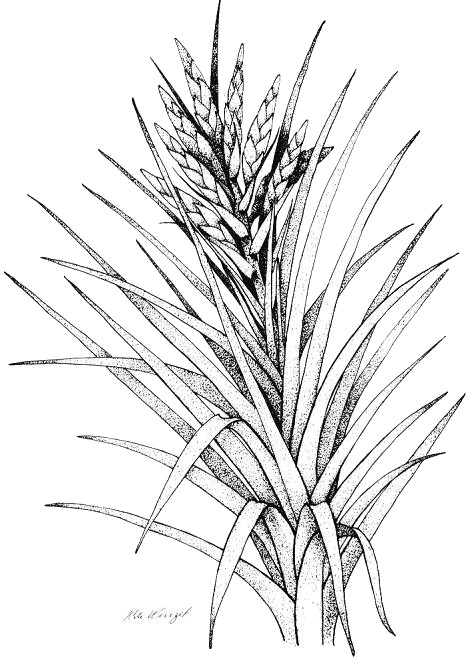 Tillandsia fasciculata